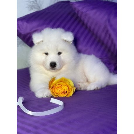 Samoyed Alva Christmas Joy