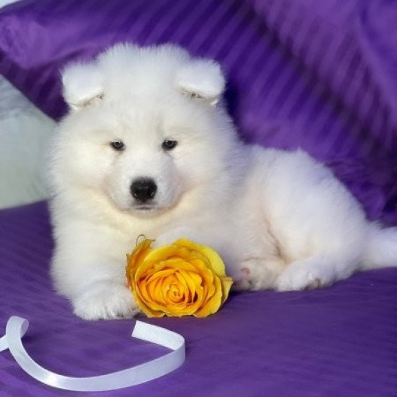 Samoyed Alva Christmas Joy