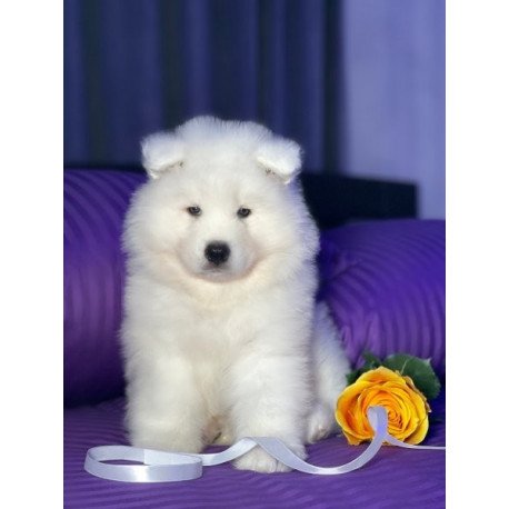 Samoyed Alva Christmas Joy