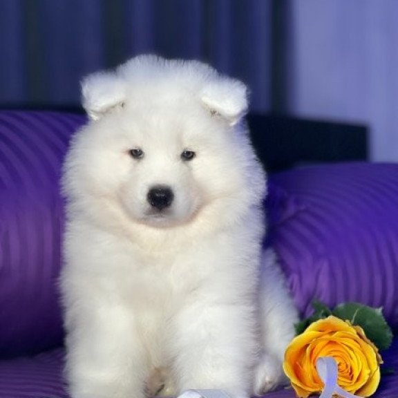 Samoyed Alva Christmas Joy