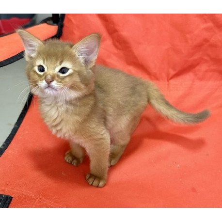 Somali Alva Centurion