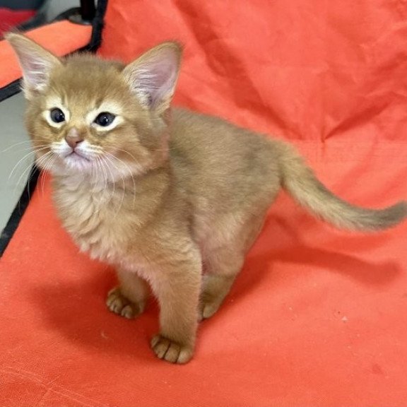 Somali Alva Centurion