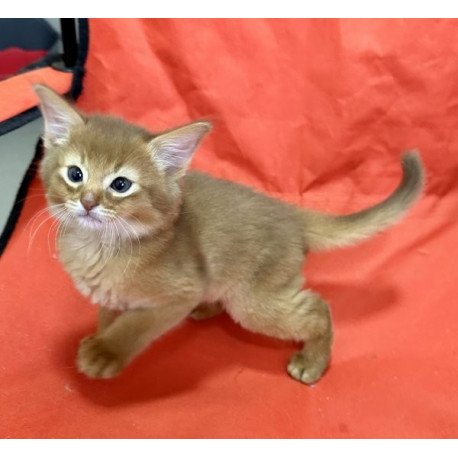 Somali Alva Centurion