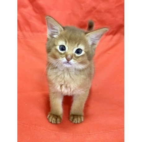 Somali Alva Centurion