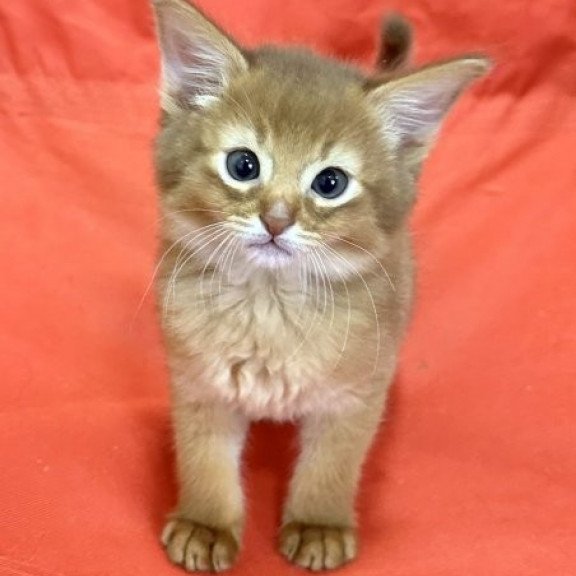 Somali Alva Centurion