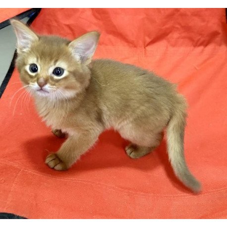 Somali Alva Centurion