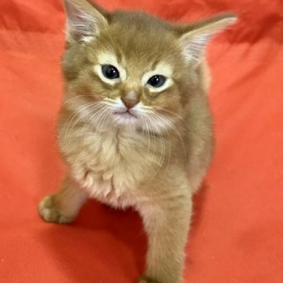 Somali Alva Centurion