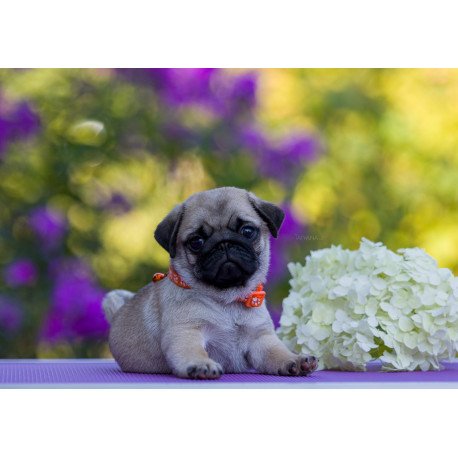 Pug BOGMA GP 8.23b