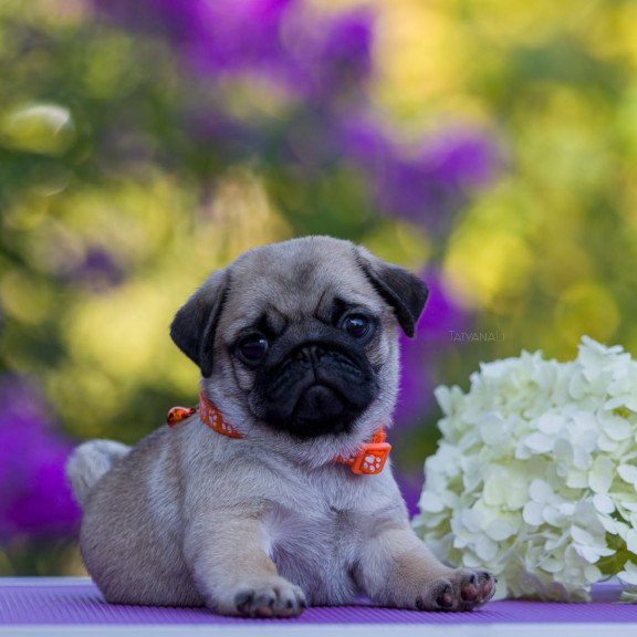 Pug BOGMA GP 8.23b