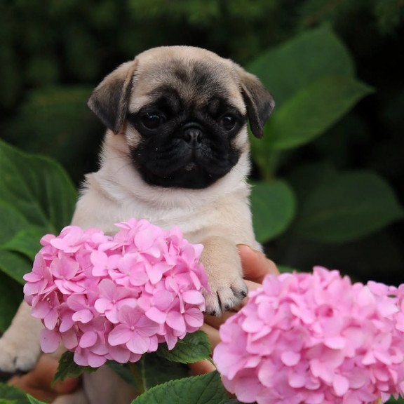Pug BOGMA GP 8.23c