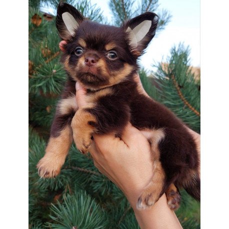 Chihuahua NA 4.28c