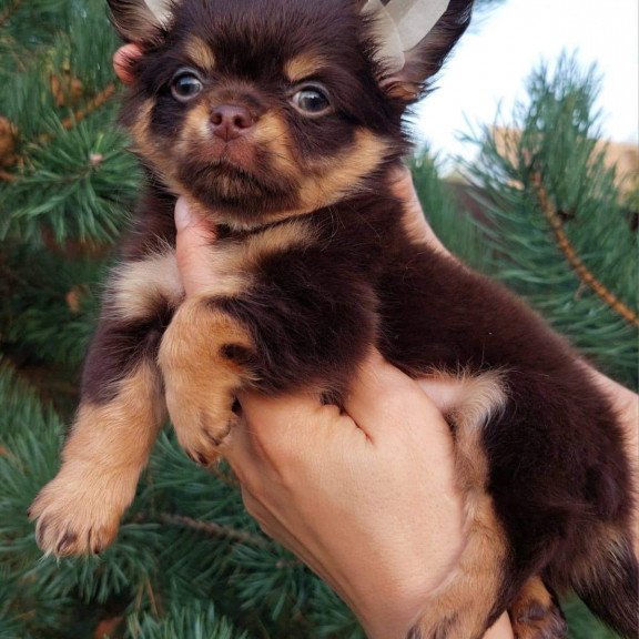 Chihuahua NA 4.28c