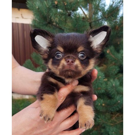 Chihuahua NA 4.28c