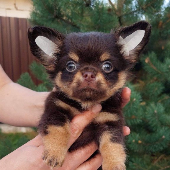 Chihuahua NA 4.28c
