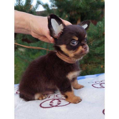 Chihuahua NA 4.28c