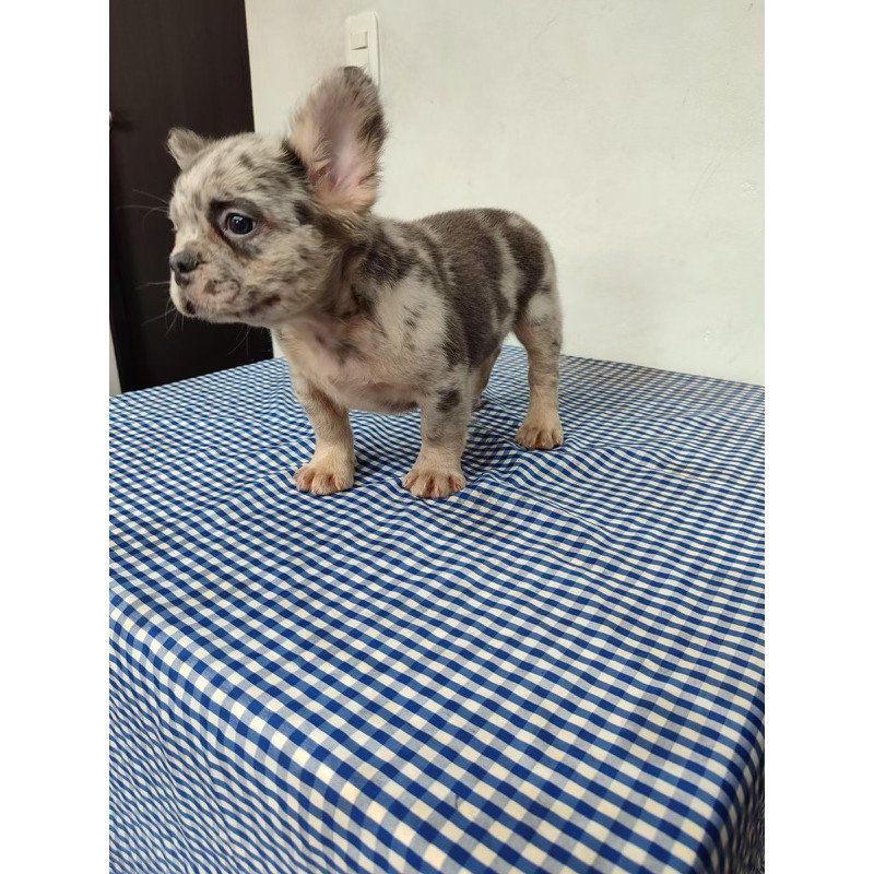 French Bulldog EP 10.21c puppy is in NY