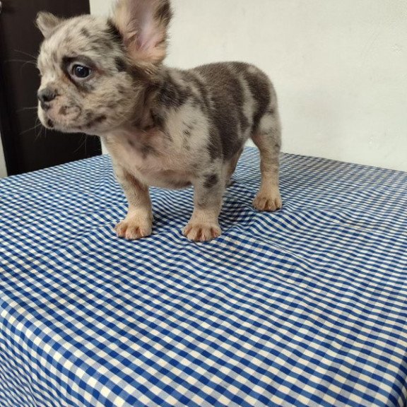 French Bulldog EP 10.21c puppy is in NY