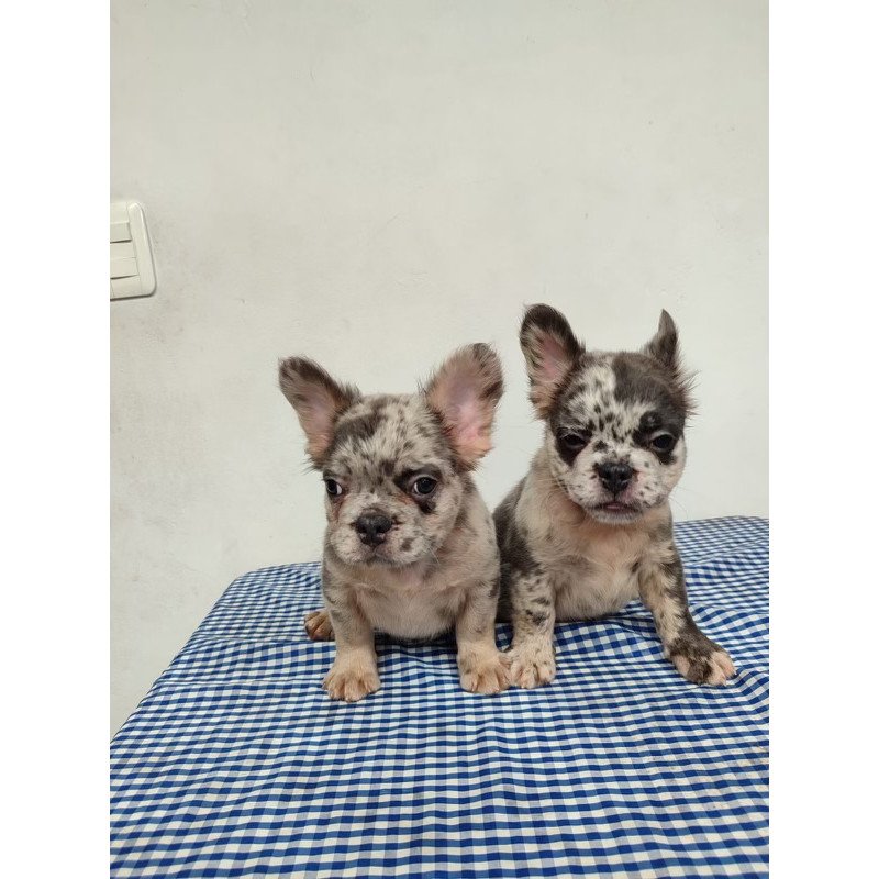 French Bulldog EP 10.21c puppy is in NY