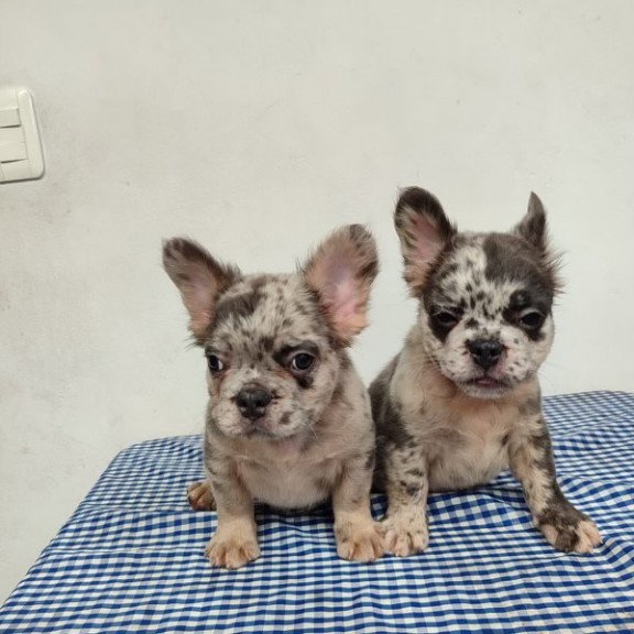 French Bulldog EP 10.21c puppy is in NY