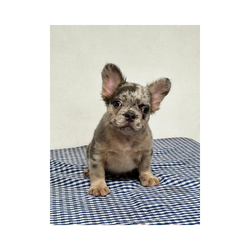 French Bulldog EP 10.21c puppy is in NY
