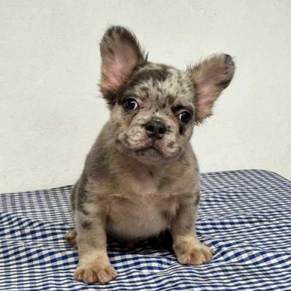 French Bulldog EP 10.21c puppy is in NY