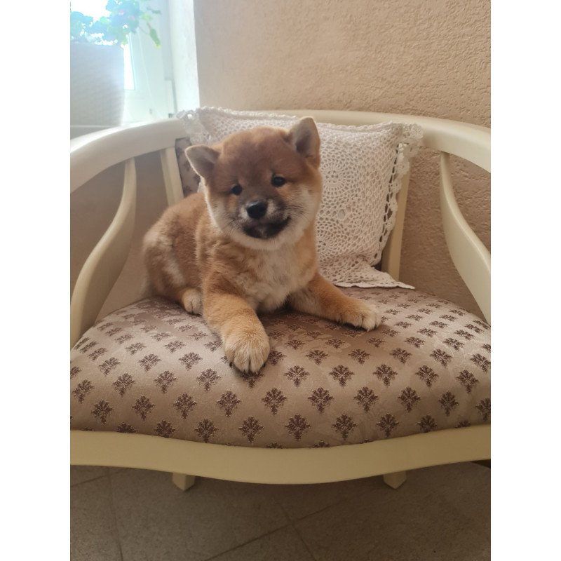 Shiba Inu M Keiko