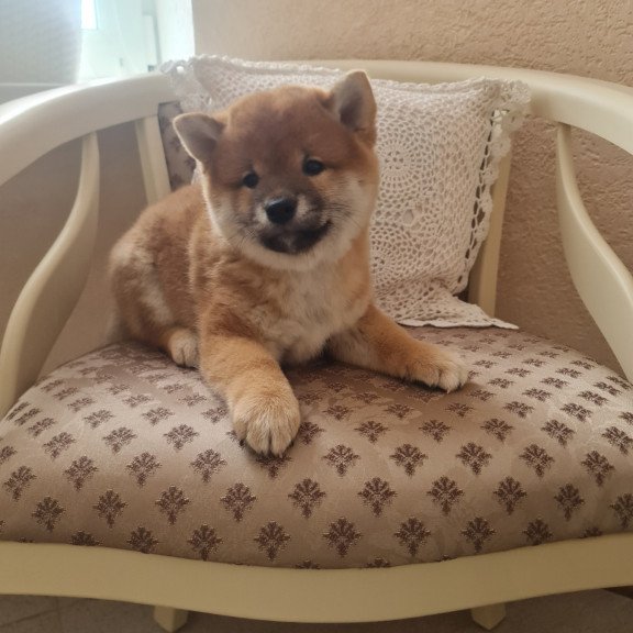 Shiba Inu M Keiko