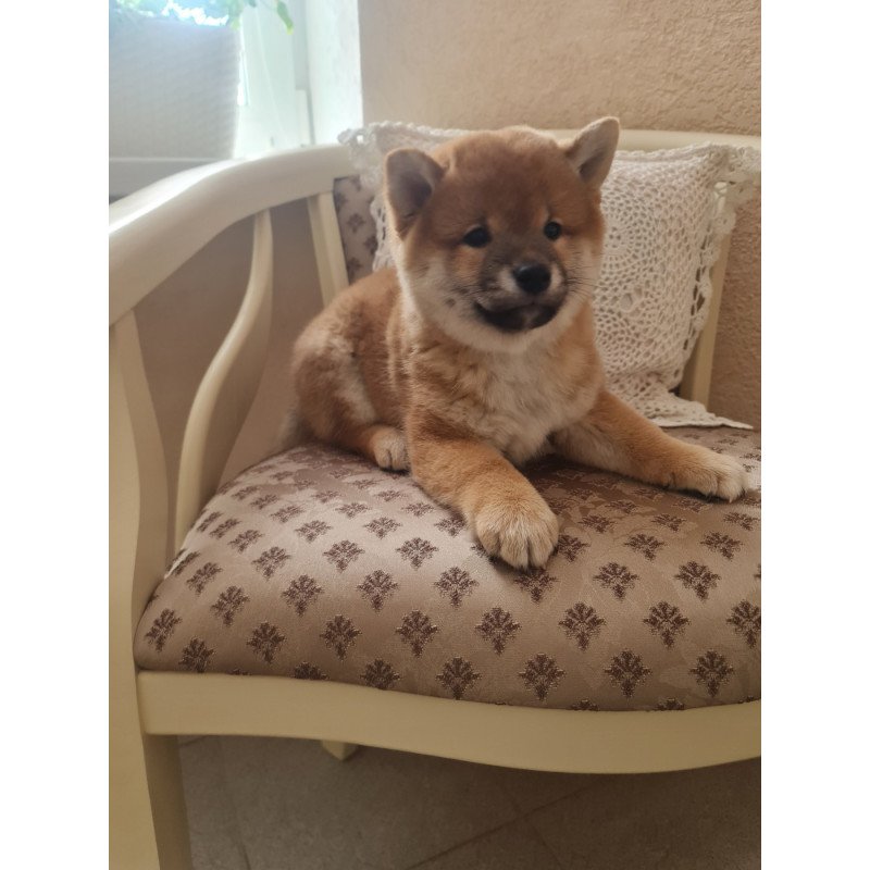 Shiba Inu M Keiko