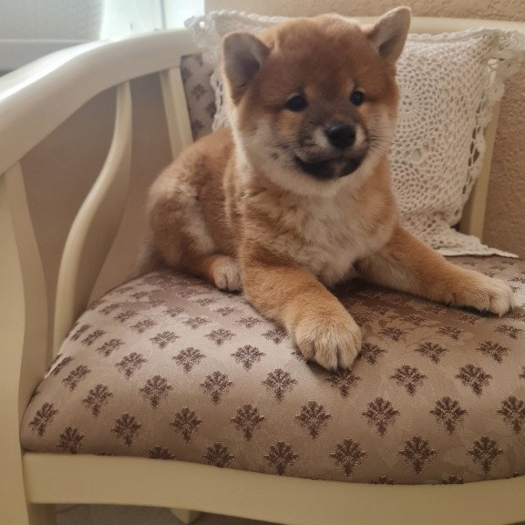 Shiba Inu M Keiko