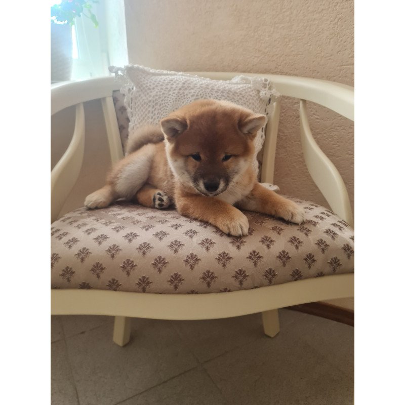Shiba Inu M Keiko
