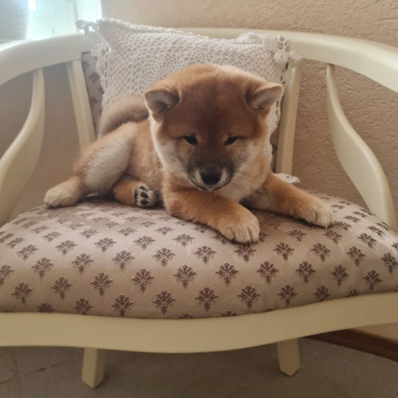 Shiba Inu M Keiko