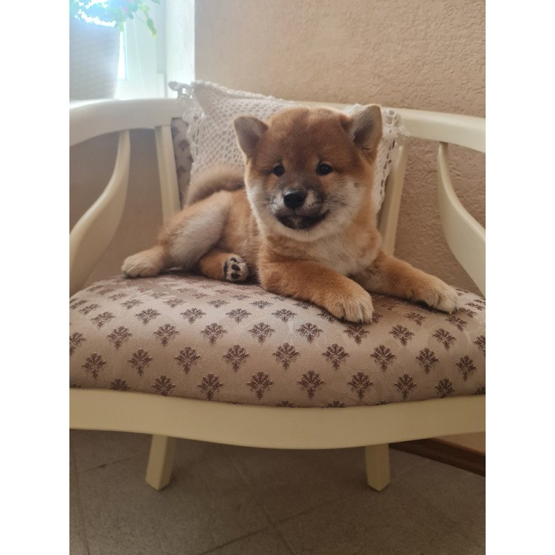Shiba Inu M Keiko