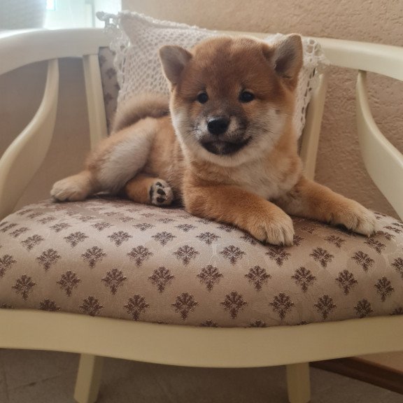 Shiba Inu M Keiko