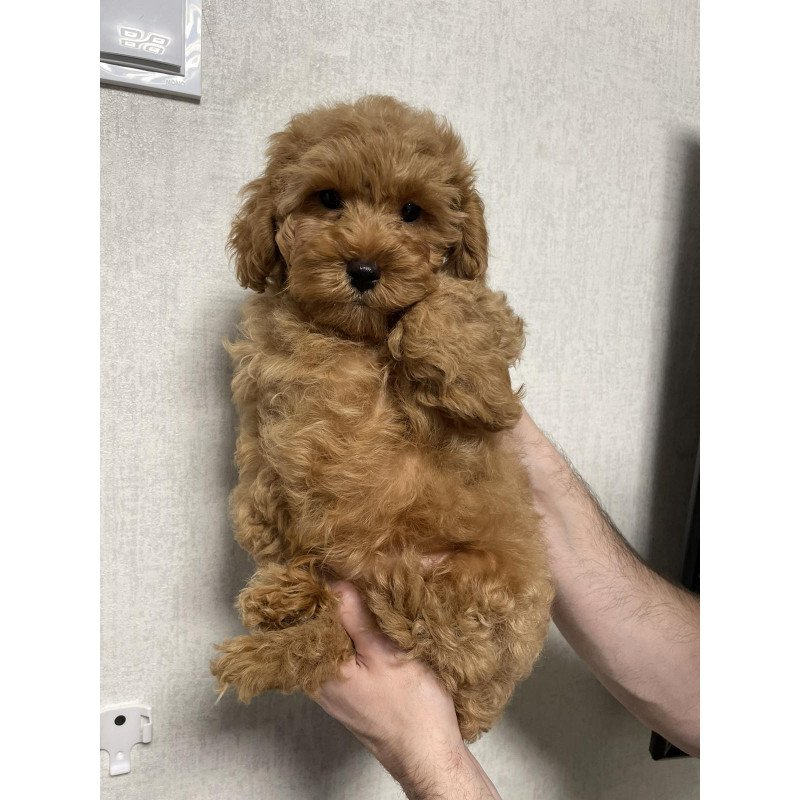 Poodle M Albus