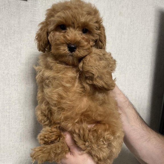 Poodle M Albus