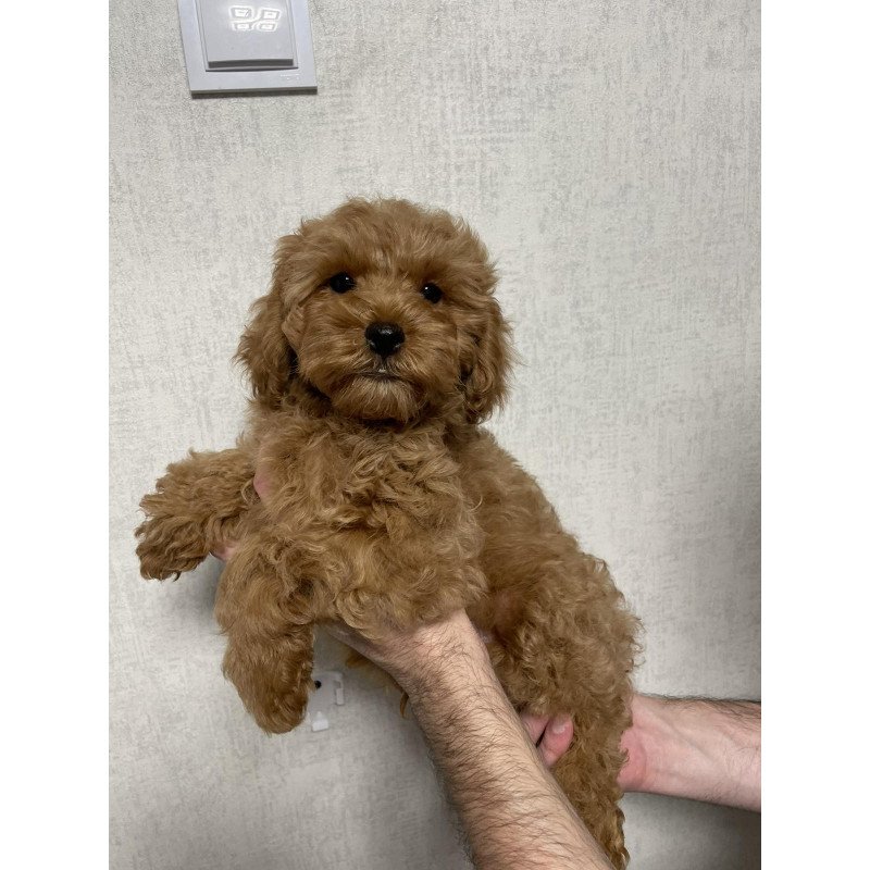 Poodle M Albus