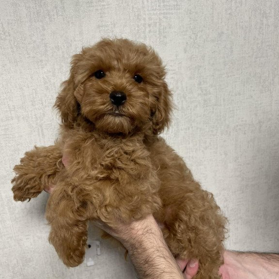 Poodle M Albus