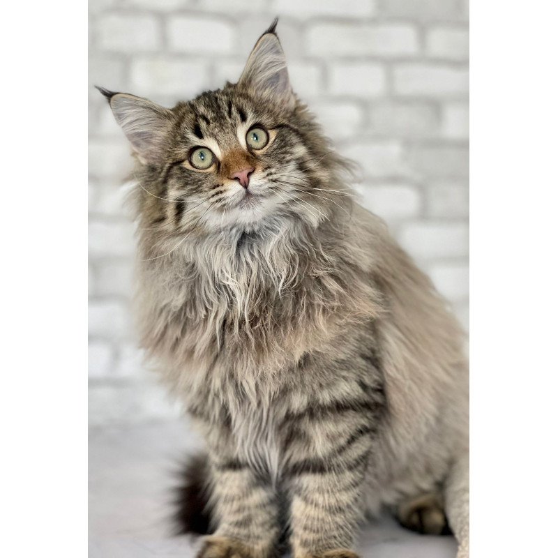 Norwegian forest cat REK Hilary