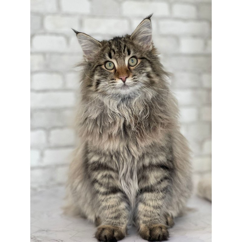 Norwegian forest cat REK Hilary