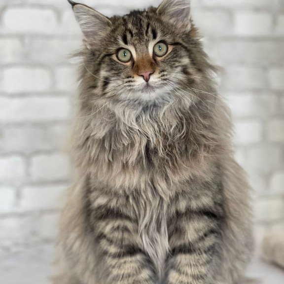 Norwegian forest cat REK Hilary