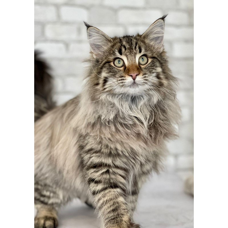Norwegian forest cat REK Hilary