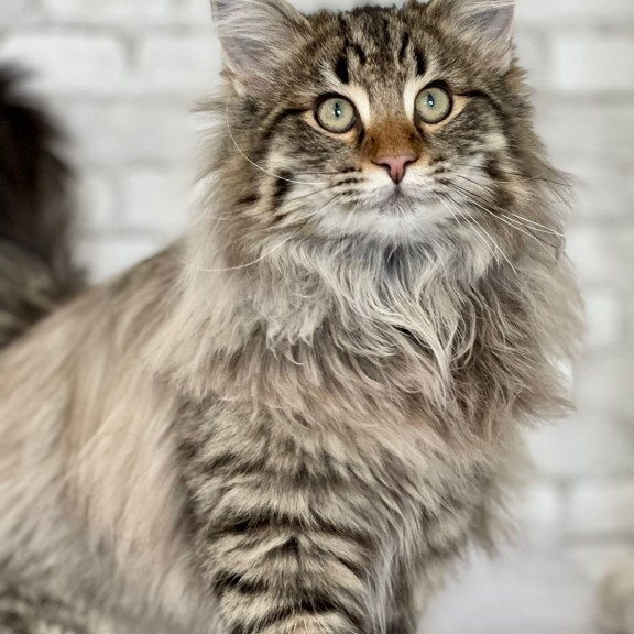 Norwegian forest cat REK Hilary