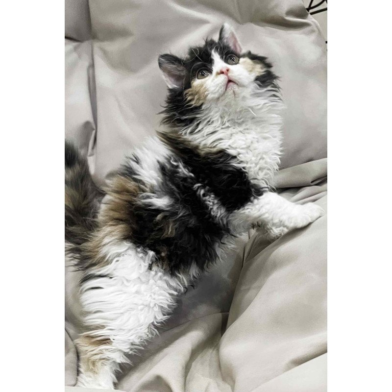 Selkirk Rex REK
