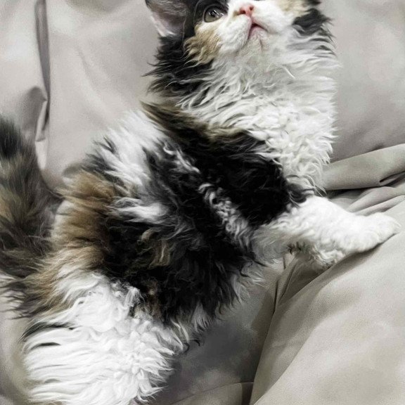 Selkirk Rex REK
