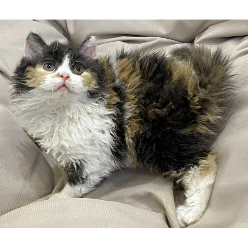 Selkirk Rex REK