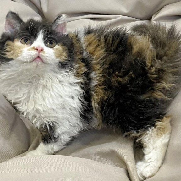 Selkirk Rex REK