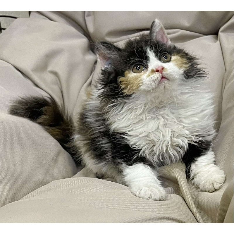 Selkirk Rex REK