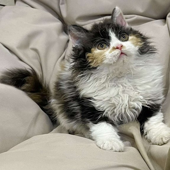 Selkirk Rex REK