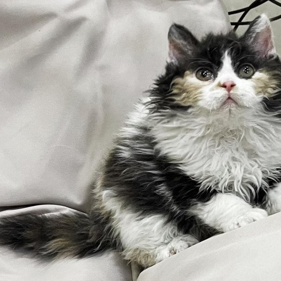 Selkirk Rex REK