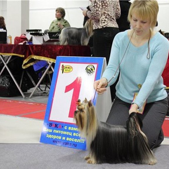 Yorkshire Terrier ZE